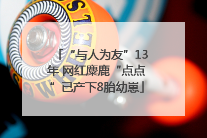 “与人为友”13年 网红麋鹿“点点”已产下8胎幼崽