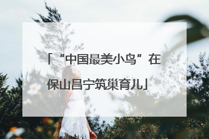 “中国最美小鸟”在保山昌宁筑巢育儿