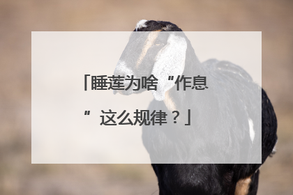睡莲为啥“作息”这么规律？