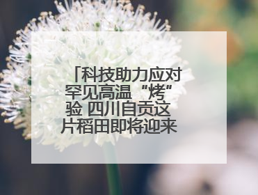 科技助力应对罕见高温“烤”验 四川自贡这片稻田即将迎来头季孕穗期