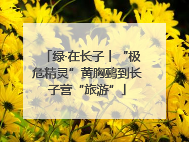 绿·在长子丨“极危精灵”黄胸鹀到长子营“旅游”