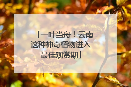 一叶当舟！云南这种神奇植物进入最佳观赏期