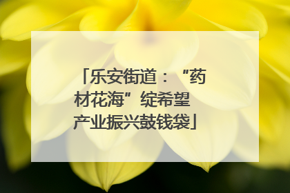 乐安街道:“药材花海”绽希望 产业振兴鼓钱袋
