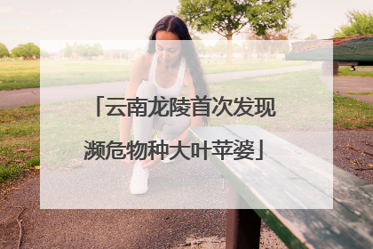 云南龙陵首次发现濒危物种大叶苹婆