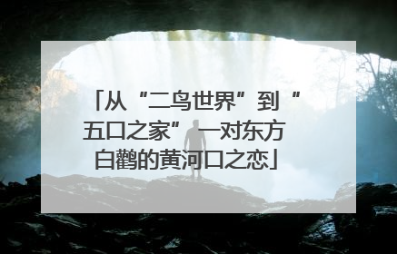 从“二鸟世界”到“五口之家” 一对东方白鹳的黄河口之恋