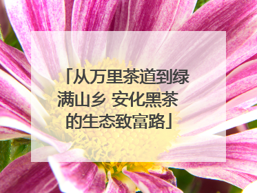 从万里茶道到绿满山乡 安化黑茶的生态致富路