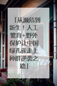 从濒危到新生！人工繁育+野外保护让中国绿孔雀走上种群逆袭之路