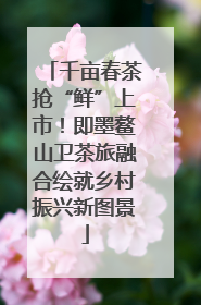千亩春茶抢“鲜”上市！即墨鳌山卫茶旅融合绘就乡村振兴新图景