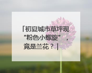 初夏城市草坪现“粉色小螺旋”，竟是兰花？ | 小叶子沪花记