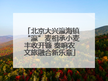北京大兴瀛海镇“瀛”麦相承小麦丰收开镰 奏响农文旅融合新乐章