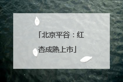 北京平谷：红杏成熟上市