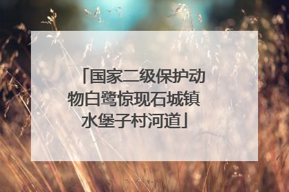 国家二级保护动物白鹭惊现石城镇水堡子村河道