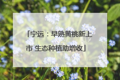 宁远：早熟黄桃新上市 生态种植助增收