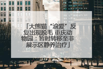 大熊猫“渝爱”反复出现脱毛 重庆动物园：暂时转移至非展示区静养治疗