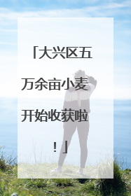 大兴区五万余亩小麦开始收获啦！