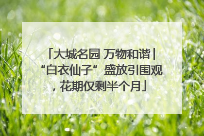 大城名园 万物和谐│“白衣仙子”盛放引围观，花期仅剩半个月