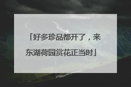 好多珍品都开了，来东湖荷园赏花正当时