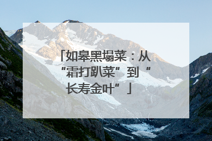 如皋黑塌菜：从“霜打趴菜”到“长寿金叶”