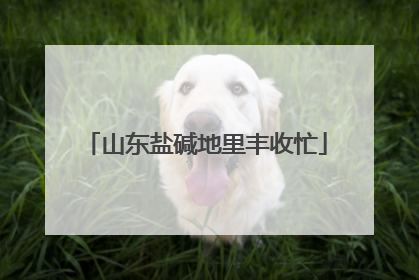 山东盐碱地里丰收忙