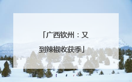 广西钦州：又到辣椒收获季