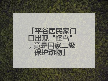 平谷居民家门口出现“怪鸟”，竟是国家二级保护动物