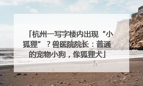 杭州一写字楼内出现“小狐狸”？兽医院院长：普通的宠物小狗，像狐狸犬