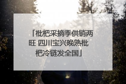 枇杷采摘季供销两旺 四川宝兴晚熟枇杷冷链发全国
