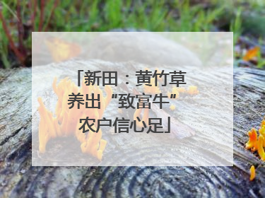 新田：黄竹草养出“致富牛” 农户信心足
