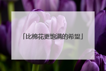 比棉花更饱满的希望