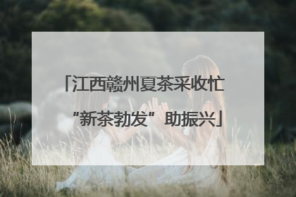 江西赣州夏茶采收忙 “新茶勃发”助振兴