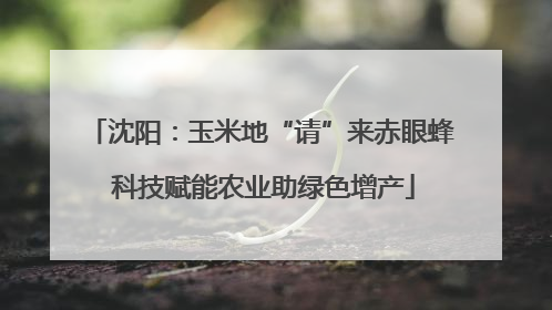 沈阳：玉米地“请”来赤眼蜂 科技赋能农业助绿色增产