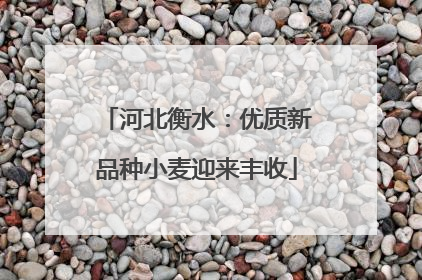 河北衡水：优质新品种小麦迎来丰收