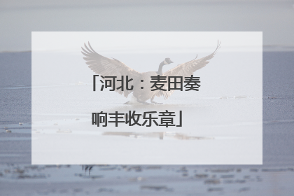 河北：麦田奏响丰收乐章