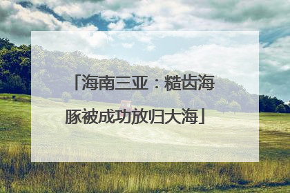 海南三亚：糙齿海豚被成功放归大海