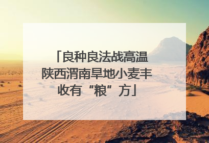 良种良法战高温 陕西渭南旱地小麦丰收有“粮”方