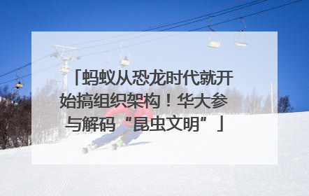 蚂蚁从恐龙时代就开始搞组织架构！华大参与解码“昆虫文明”