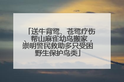 送牛背鹭、苍鹭疗伤、帮山麻雀幼鸟搬家，崇明警民救助多只受困野生保护鸟类