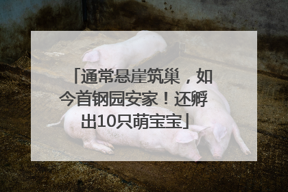 通常悬崖筑巢，如今首钢园安家！还孵出10只萌宝宝