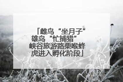 雌鸟“坐月子”雄鸟“忙捕猎” 峡谷旅游路栗喉蜂虎进入孵化阶段