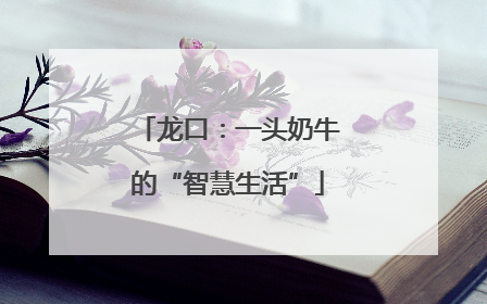 龙口：一头奶牛的“智慧生活”